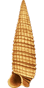 Golden Spiral Shell PNG Image