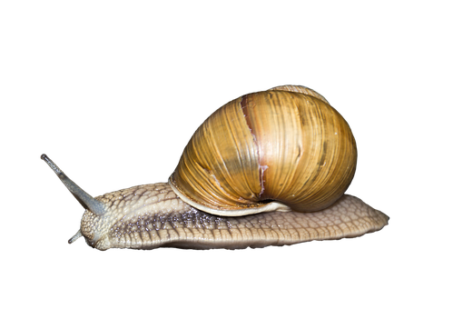 Golden Spiraled Snail Black Background PNG Image