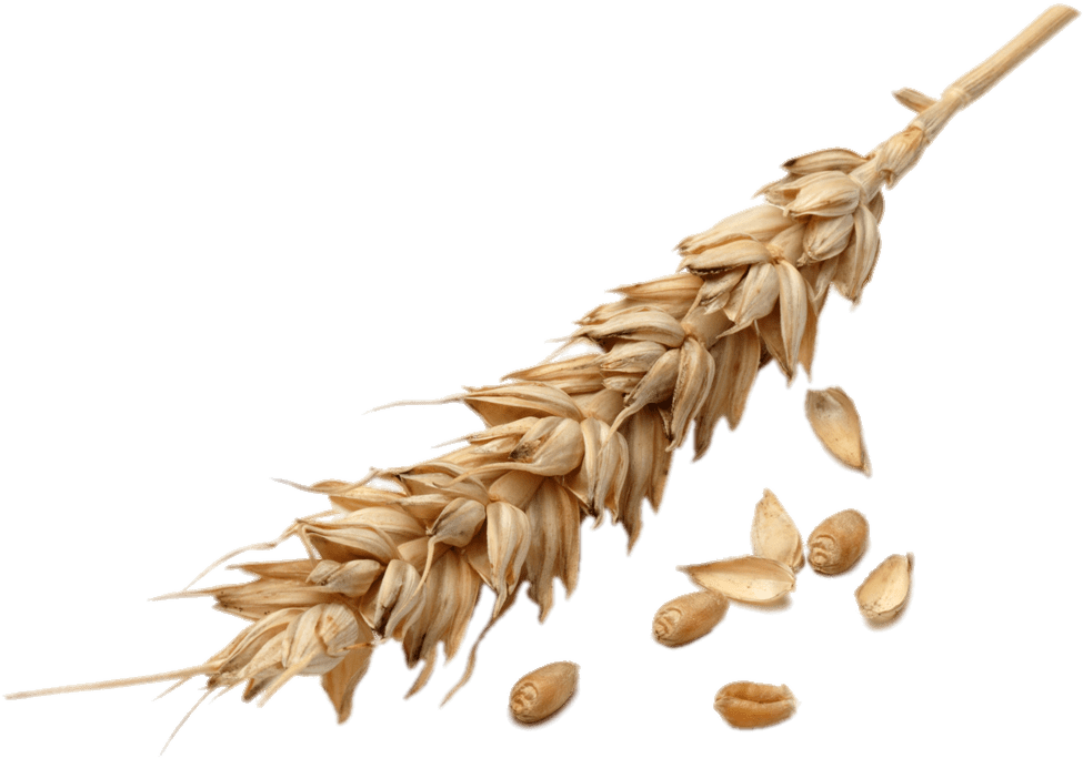 Golden Wheat Earand Grains.png PNG Image