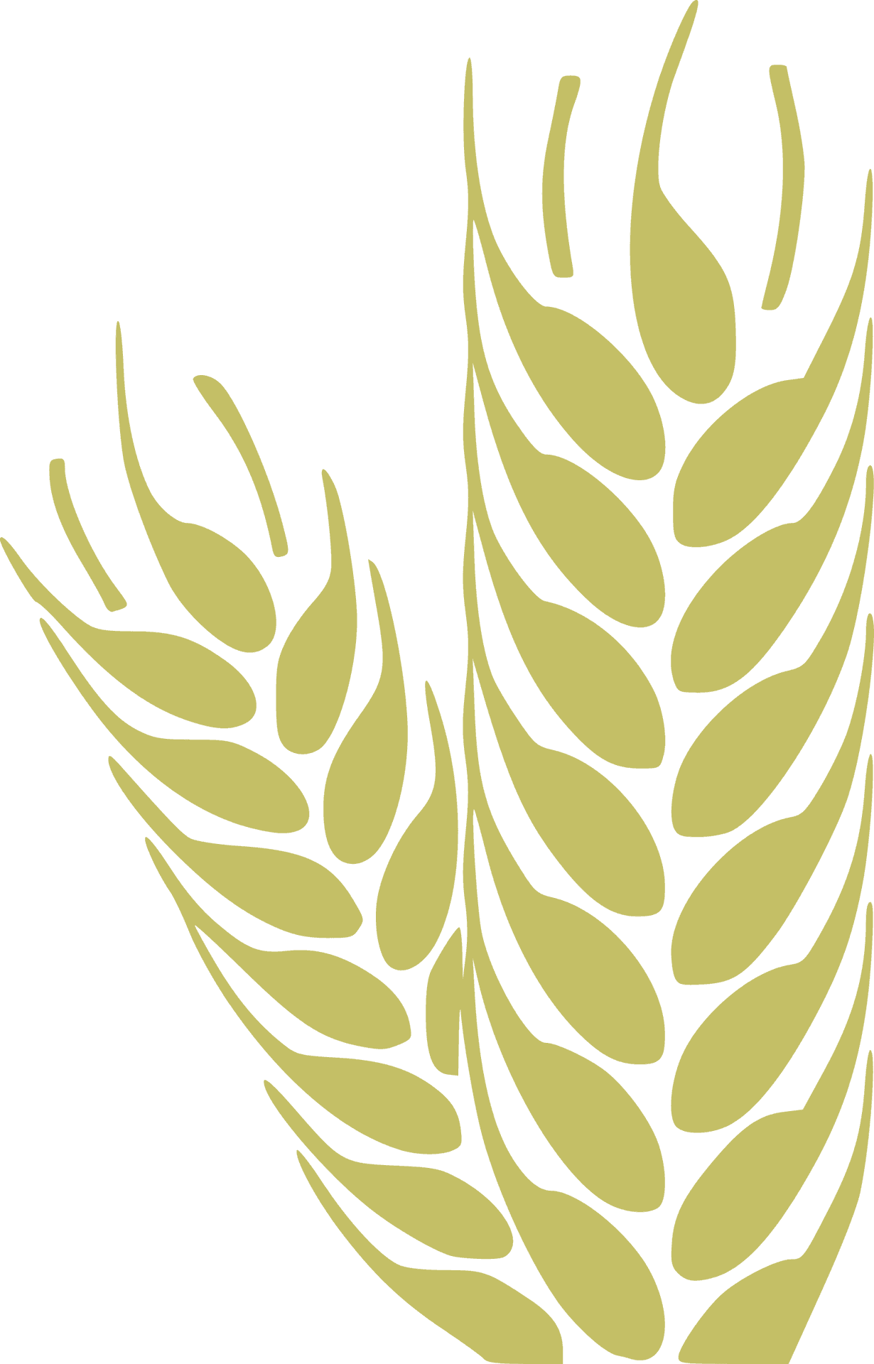 Golden Wheat Ears Graphic PNG Image