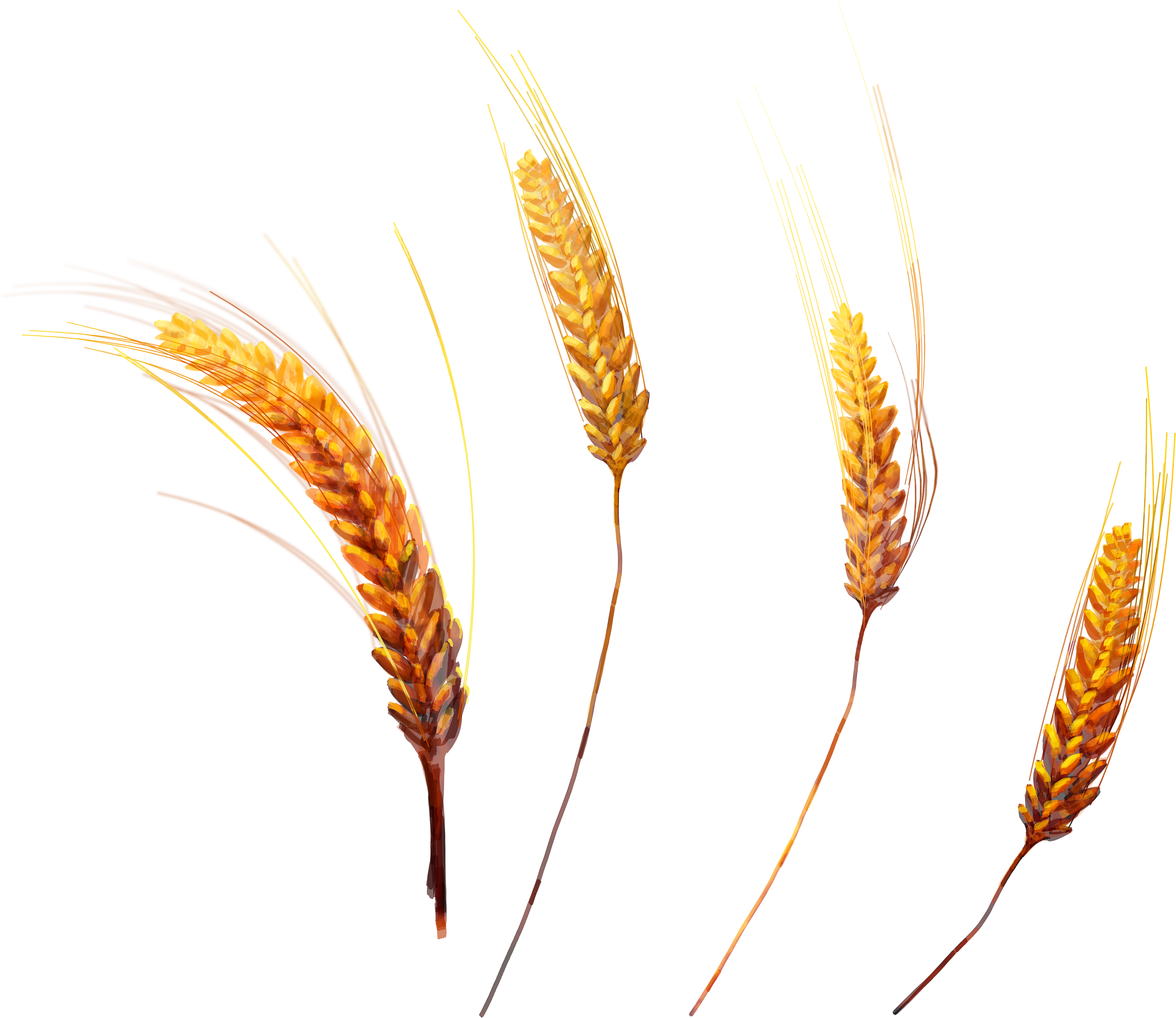 Golden Wheat Ears Isolated PNG Image