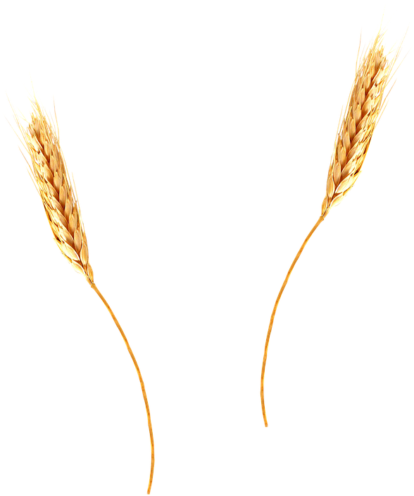 Golden Wheat Ears Isolated PNG Image