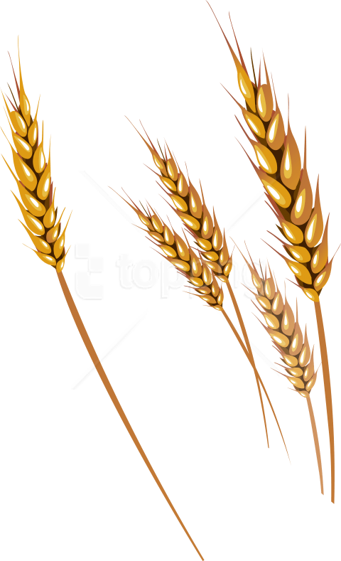 Golden Wheat Ears Vector Illustration PNG Image