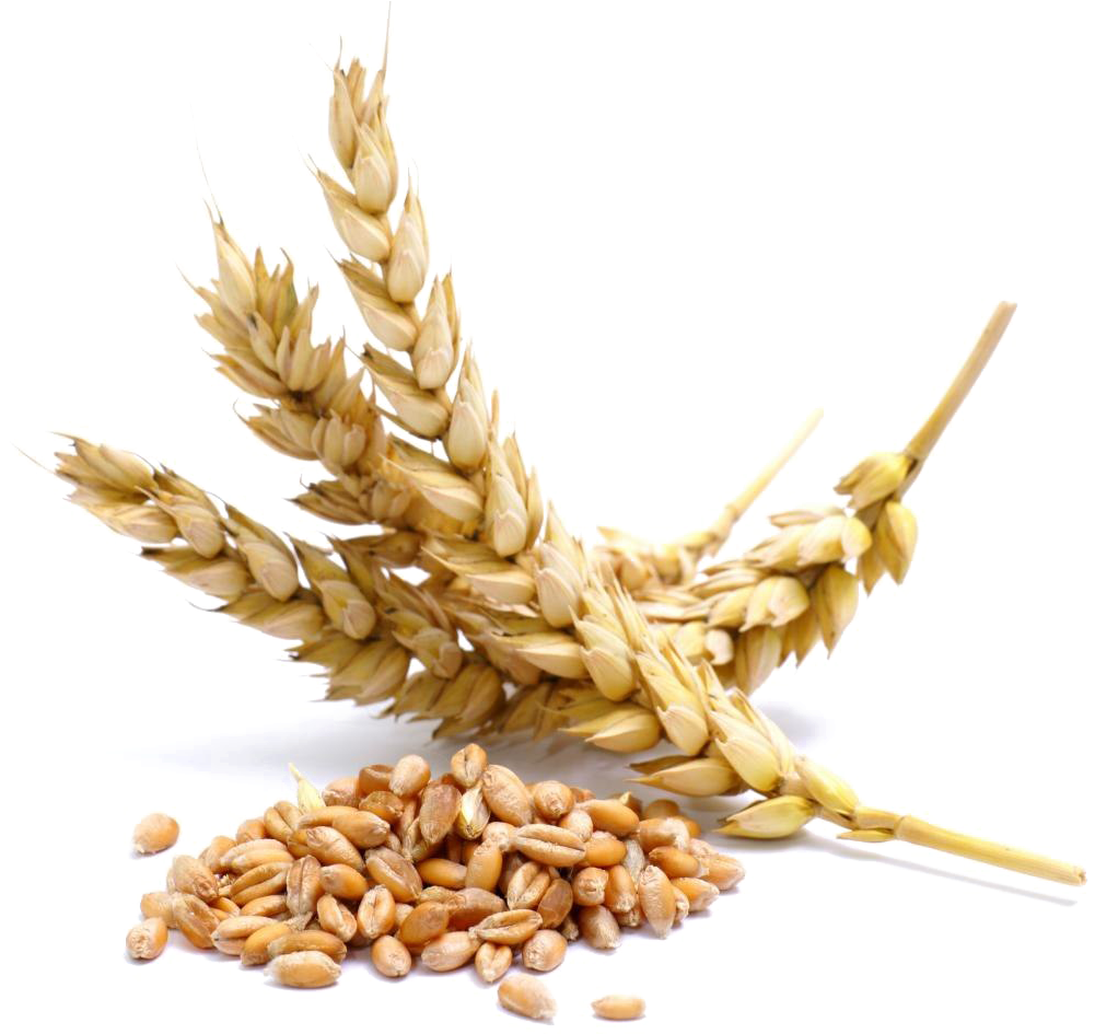 Golden Wheat Earsand Grains.png PNG Image