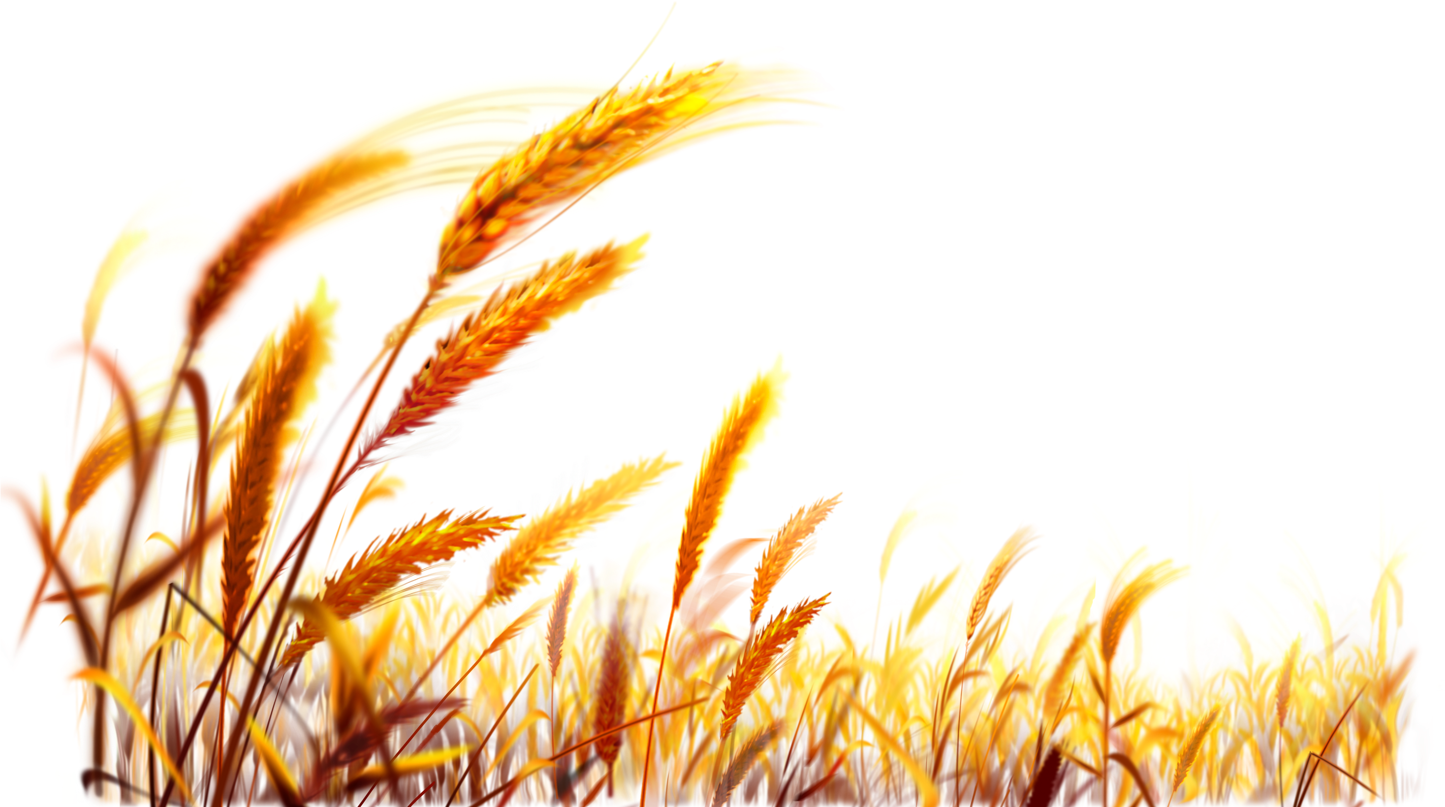 Golden Wheat Field Backdrop PNG Image