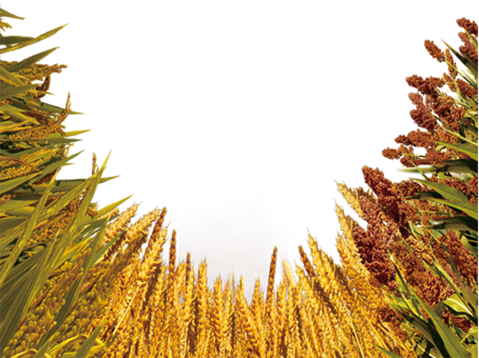 Golden Wheat Field Sky View PNG Image