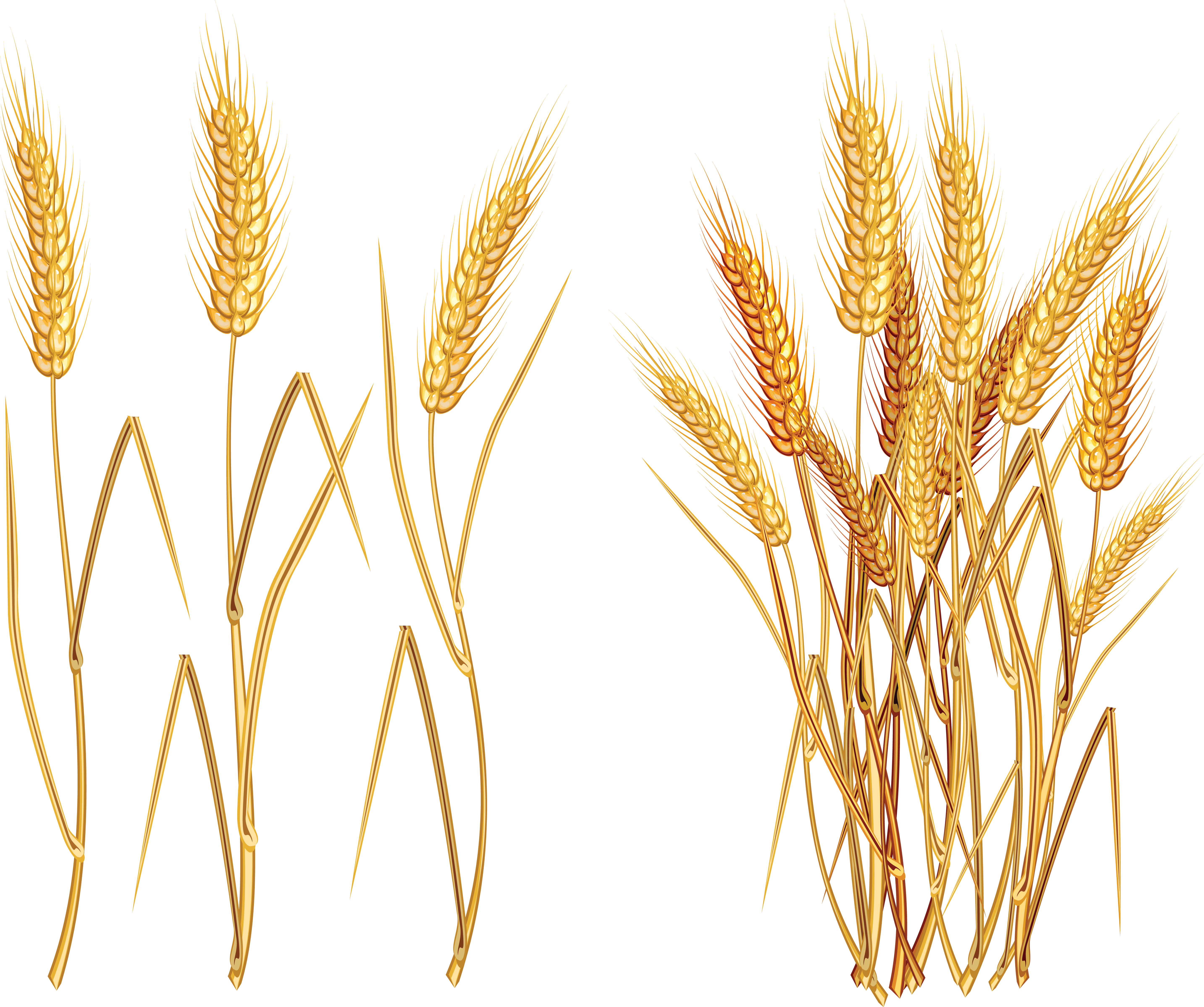 Golden Wheat Illustration PNG Image