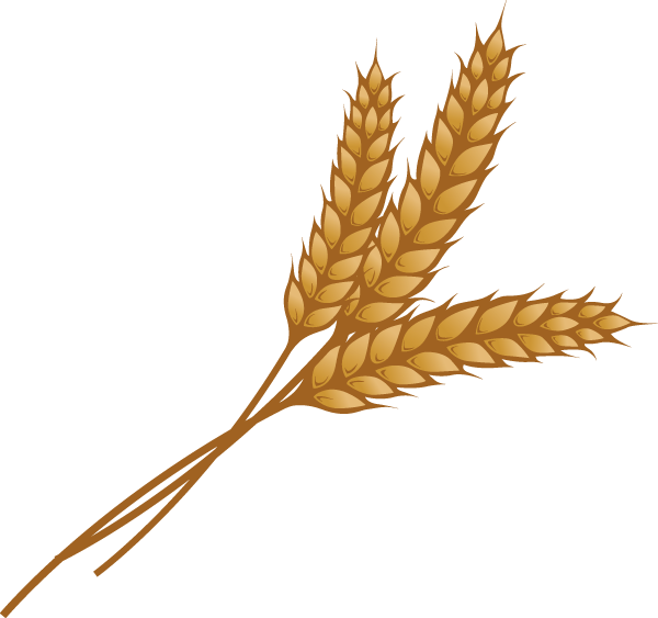 Golden Wheat Illustration PNG Image