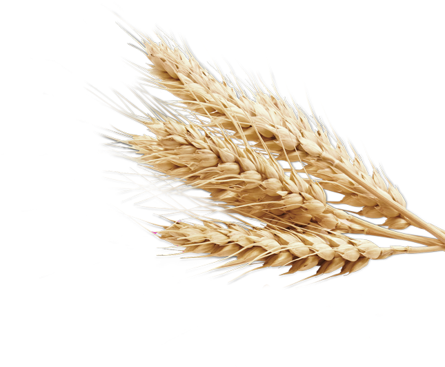 Golden Wheat Sheaves PNG Image