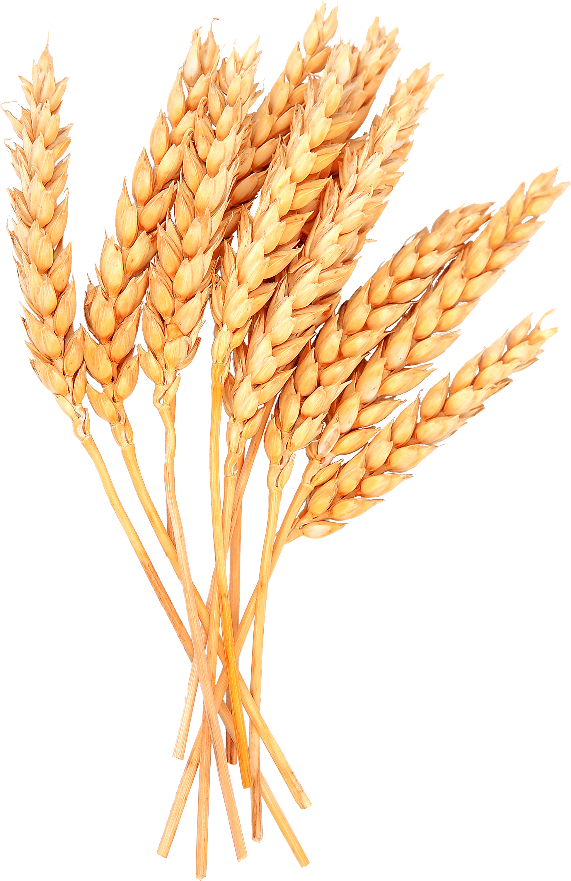 Golden Wheat Sheaves PNG Image