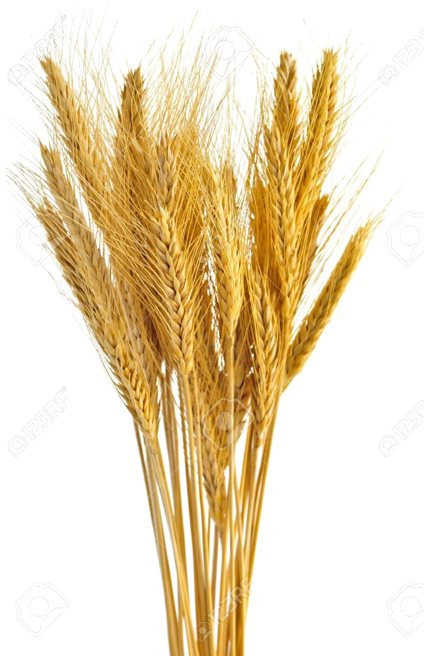 Golden Wheat Sheaves PNG Image