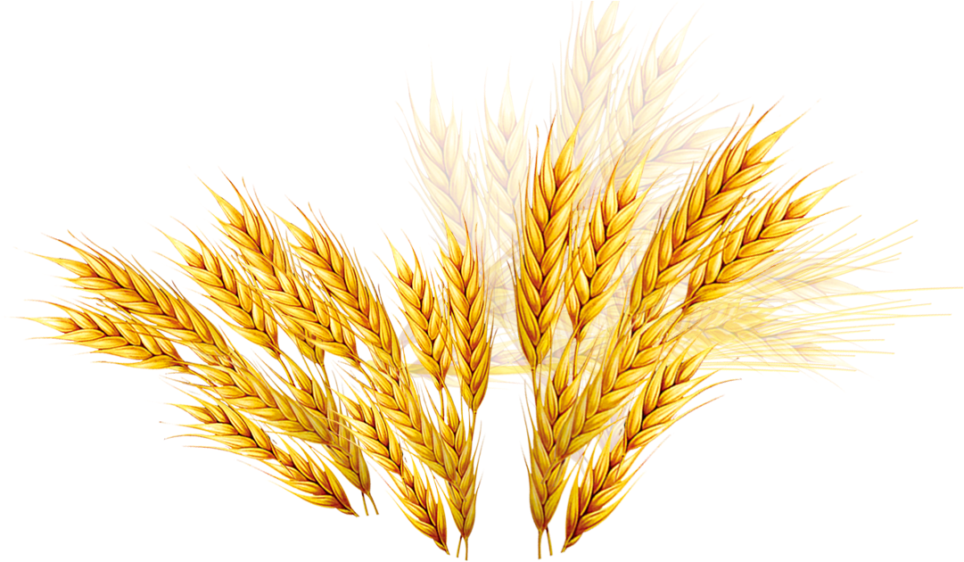 Golden Wheat Sheaves Vector PNG Image