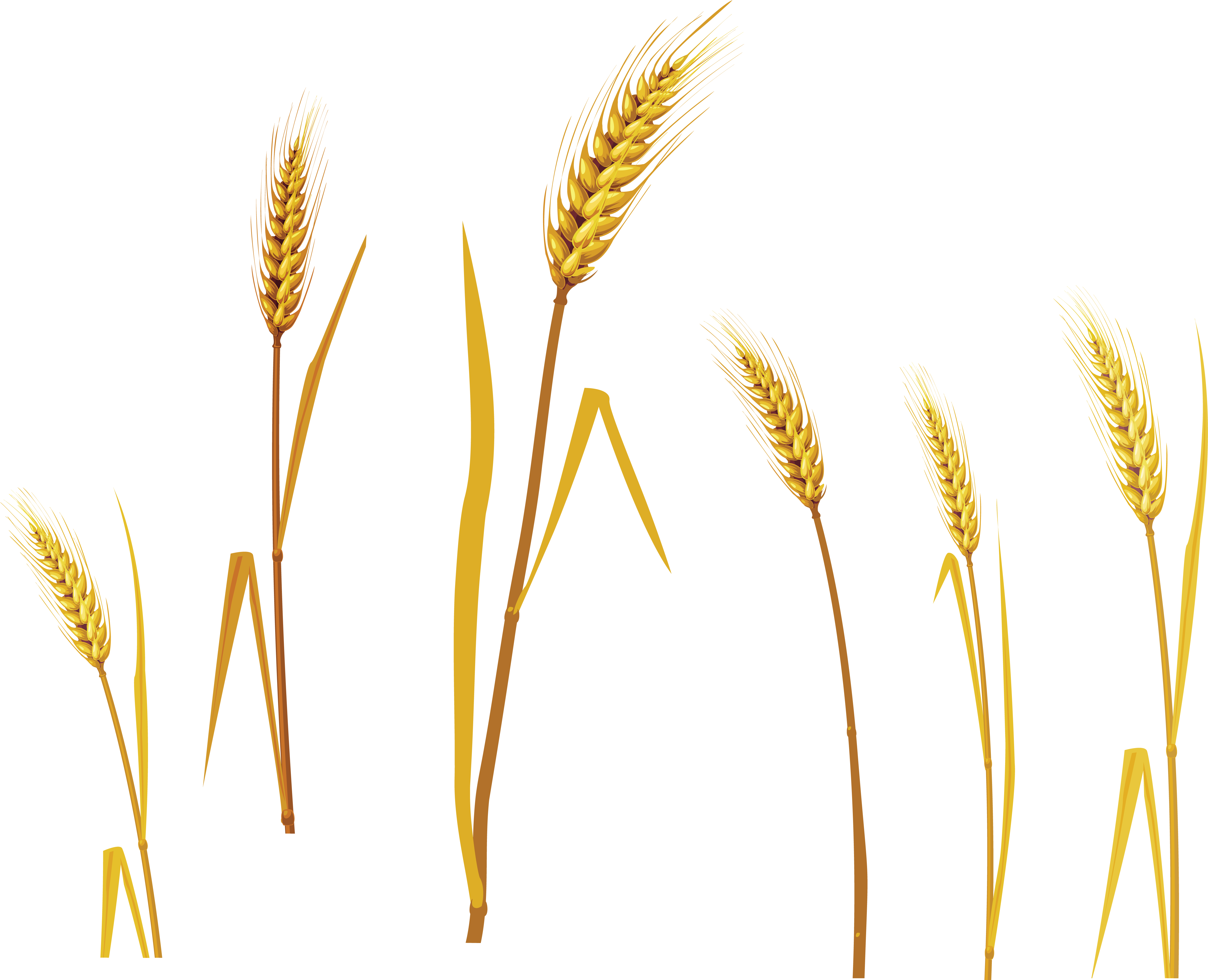 Golden Wheat Stalks Collection PNG Image