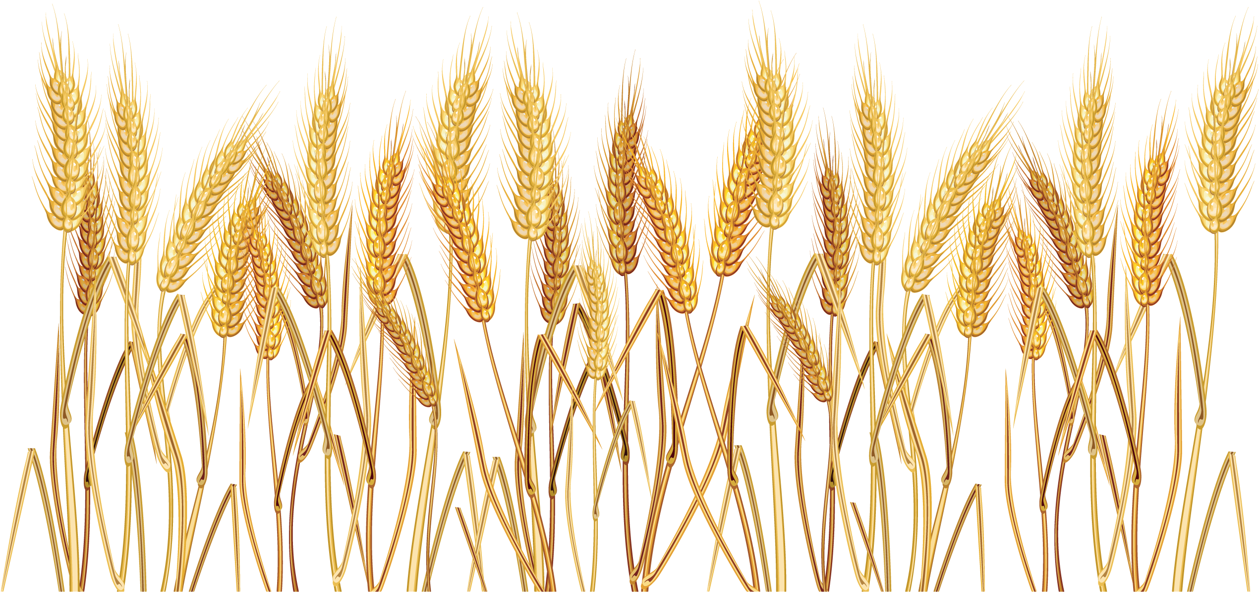 Golden Wheat Stalks Field PNG Image