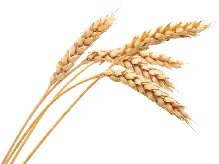 Golden Wheat Stalks PNG Image