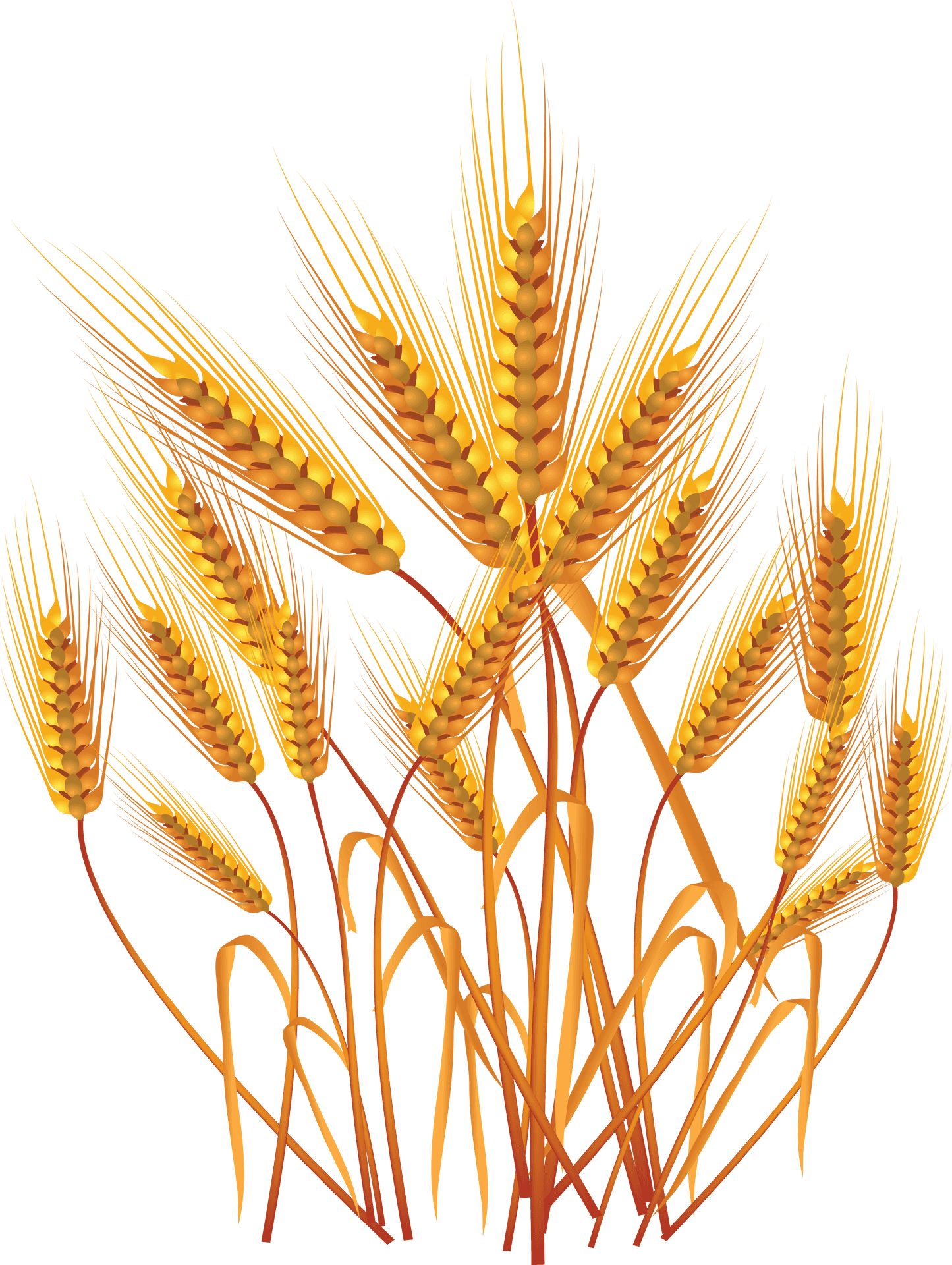 Golden Wheat Vector Illustration PNG Image