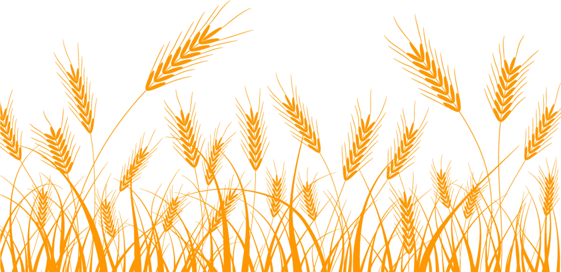 Golden Wheat Vector Illustration PNG Image