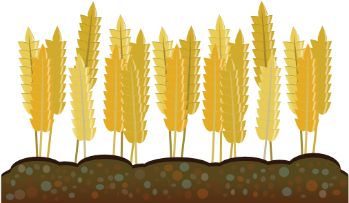 Golden Wheat Vector Illustration PNG Image