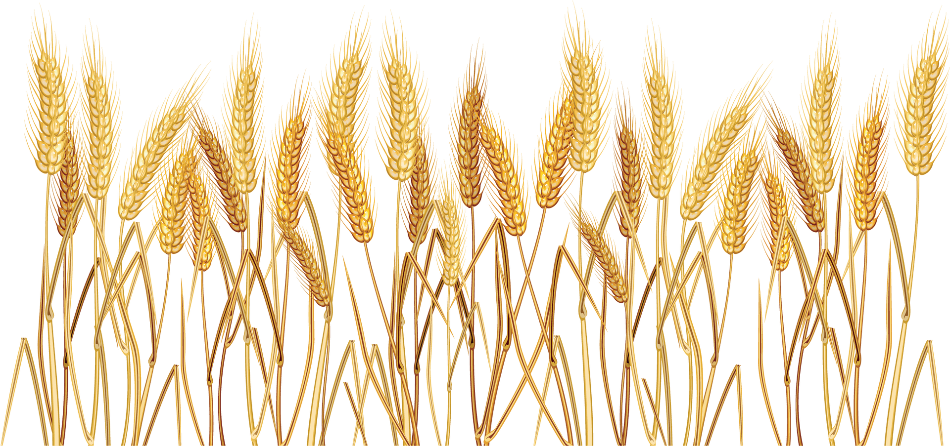 Golden Wheat Vector Illustration PNG Image