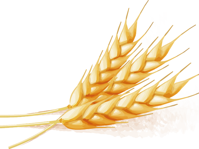 Golden Wheat Vector Illustration PNG Image