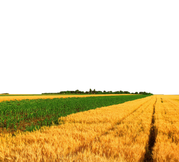 Golden Wheatand Green Meadow Divide PNG Image