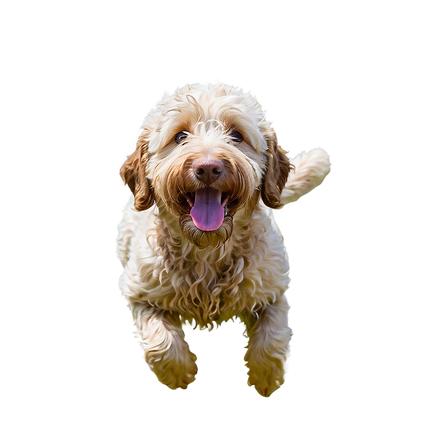 Goldendoodle Swimming Png Bpn44 PNG Image