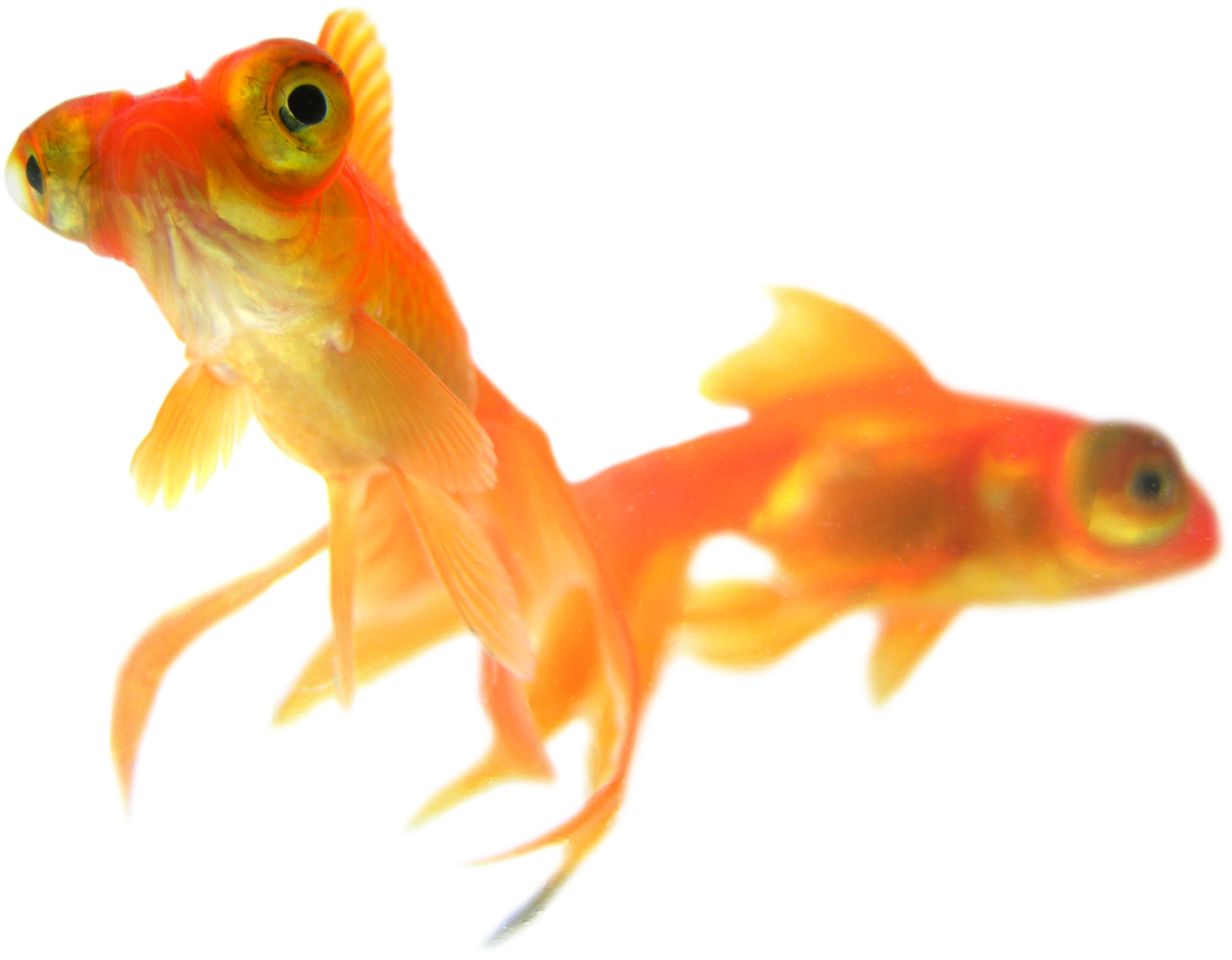 Goldfish Duo Transparent Background PNG Image