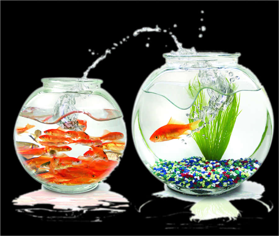 Goldfish Leapingto New Bowl PNG Image