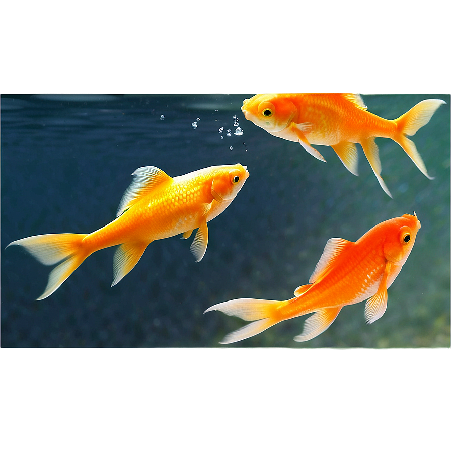 Goldfish Reflection Png 82 PNG Image