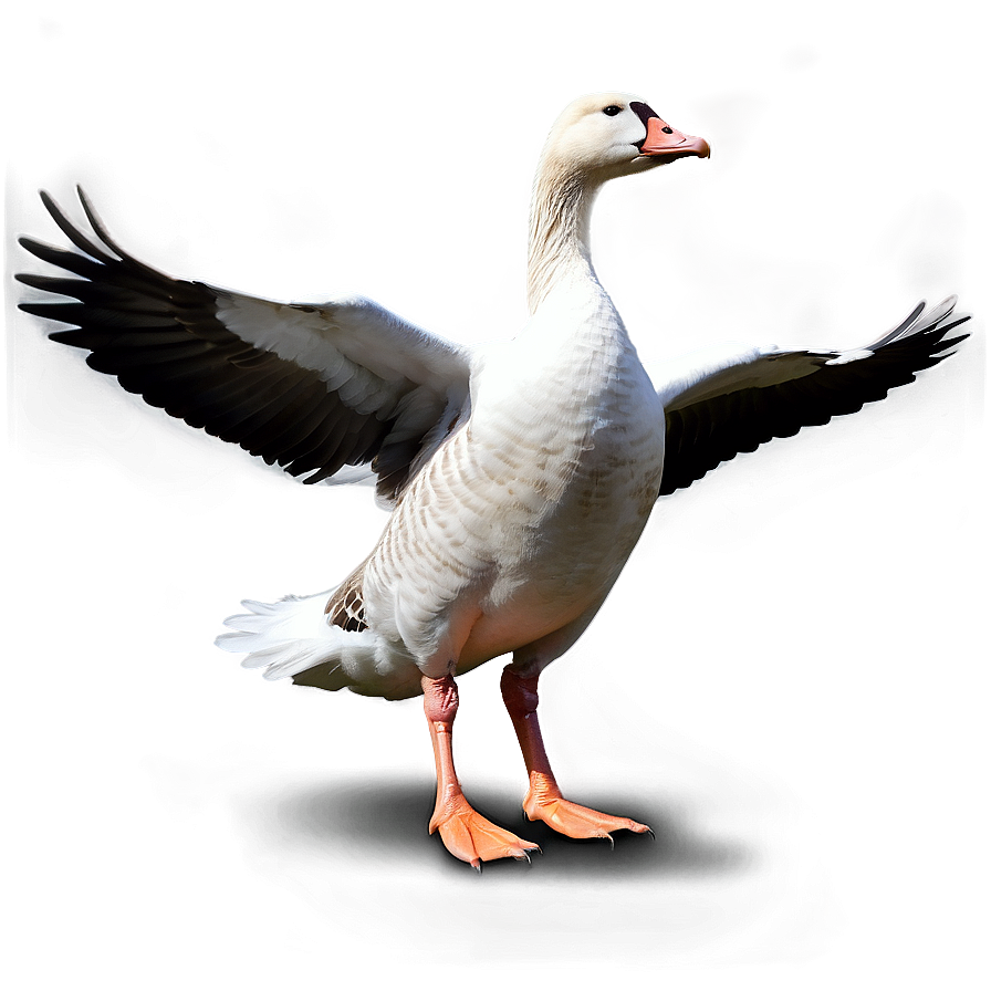 Goose A PNG Image