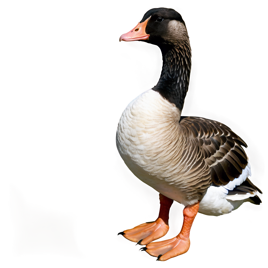 Goose D PNG Image