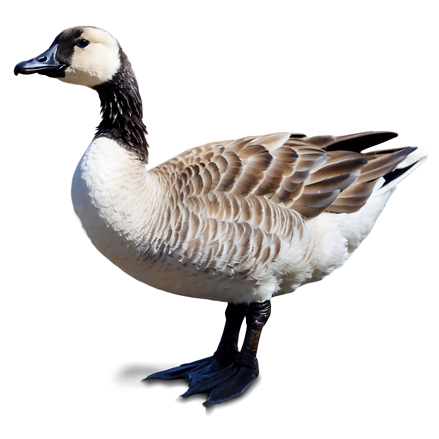 Goose Shadow On Water Png 20 PNG Image