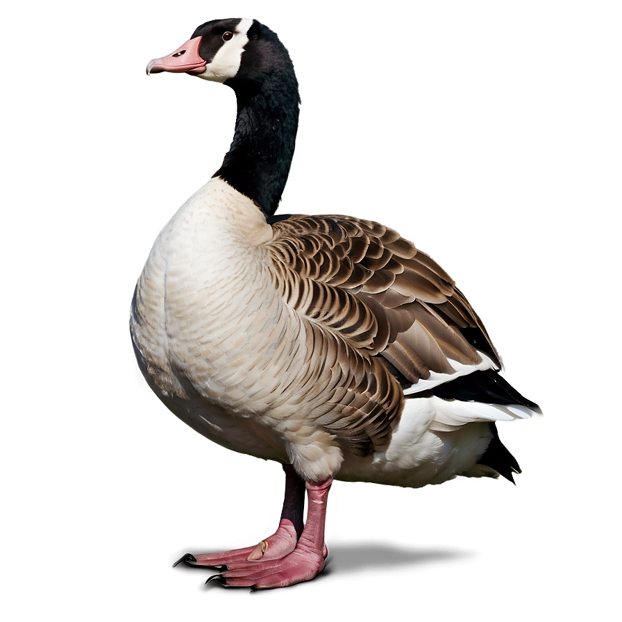 Goose Standing One Leg Png 18 PNG Image