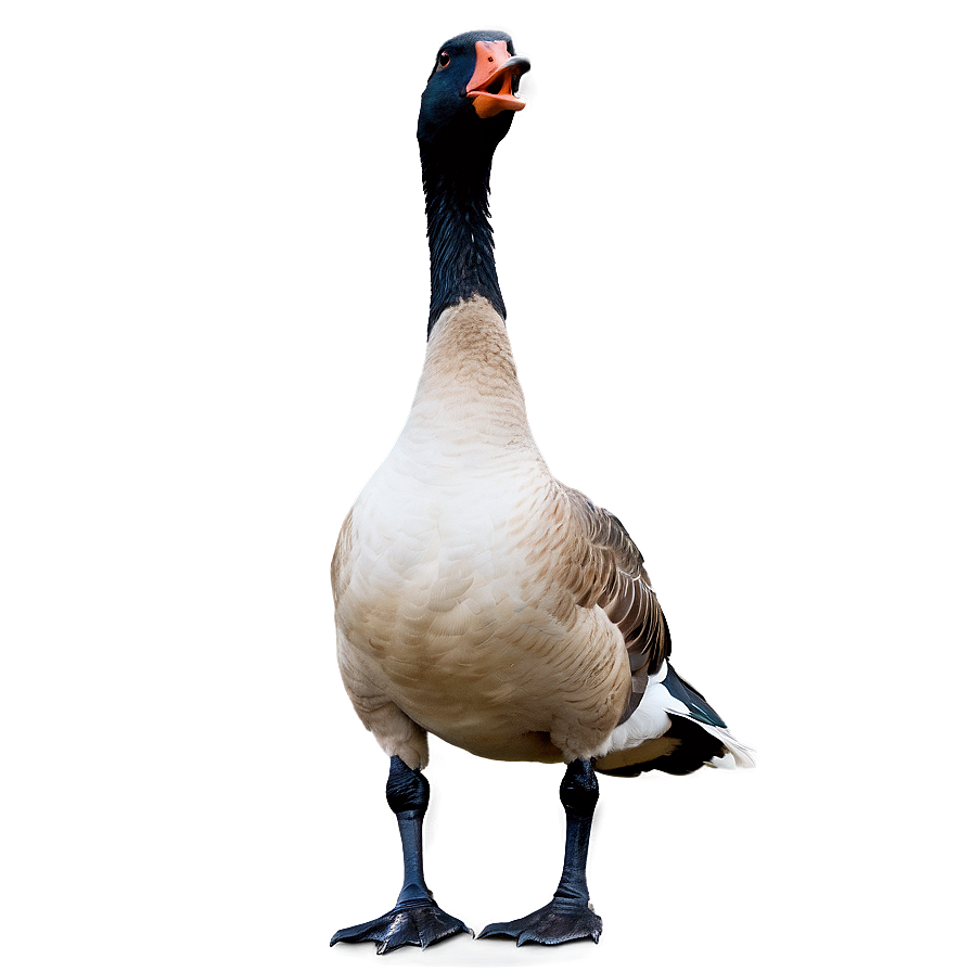 Goose Standing One Leg Png Lnt PNG Image