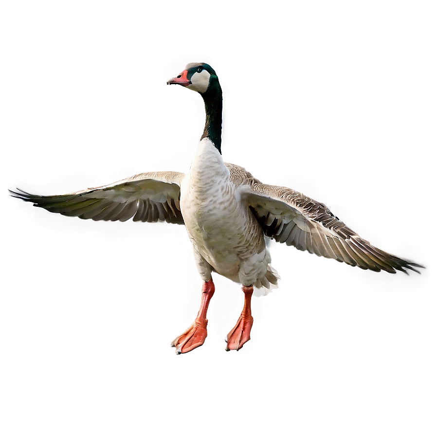 Goose Taking Off Flight Png Yfg PNG Image