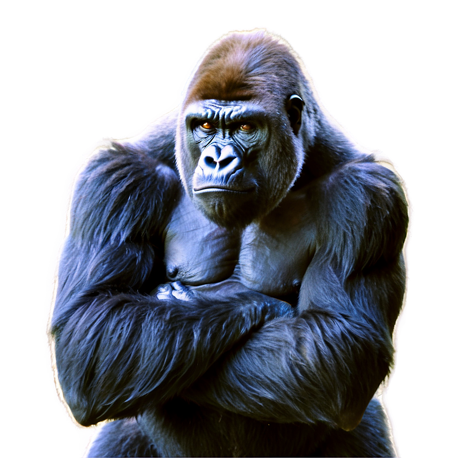 Gorilla Anger Pose Png 17 PNG Image