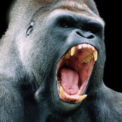 Gorilla_ Roaring_ Closeup.jpg PNG Image