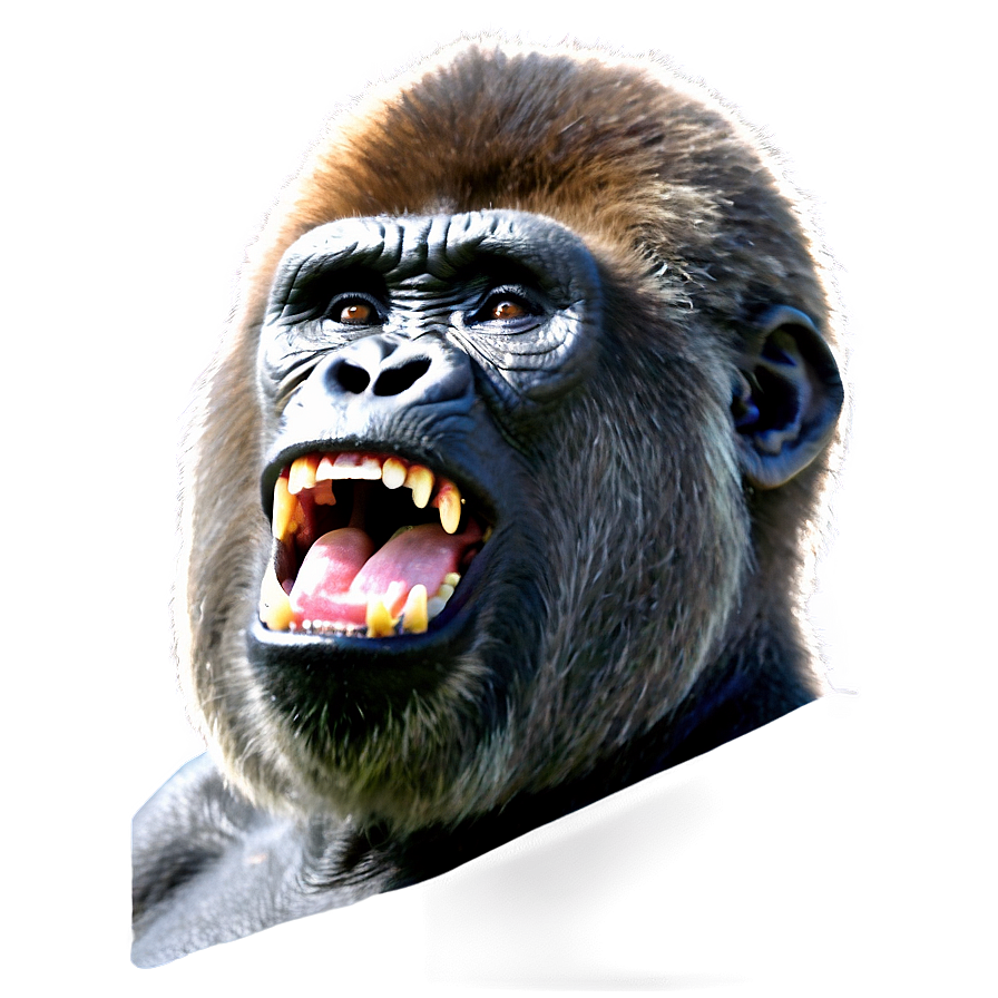 Gorilla Roaring Loudly Png 42 PNG Image