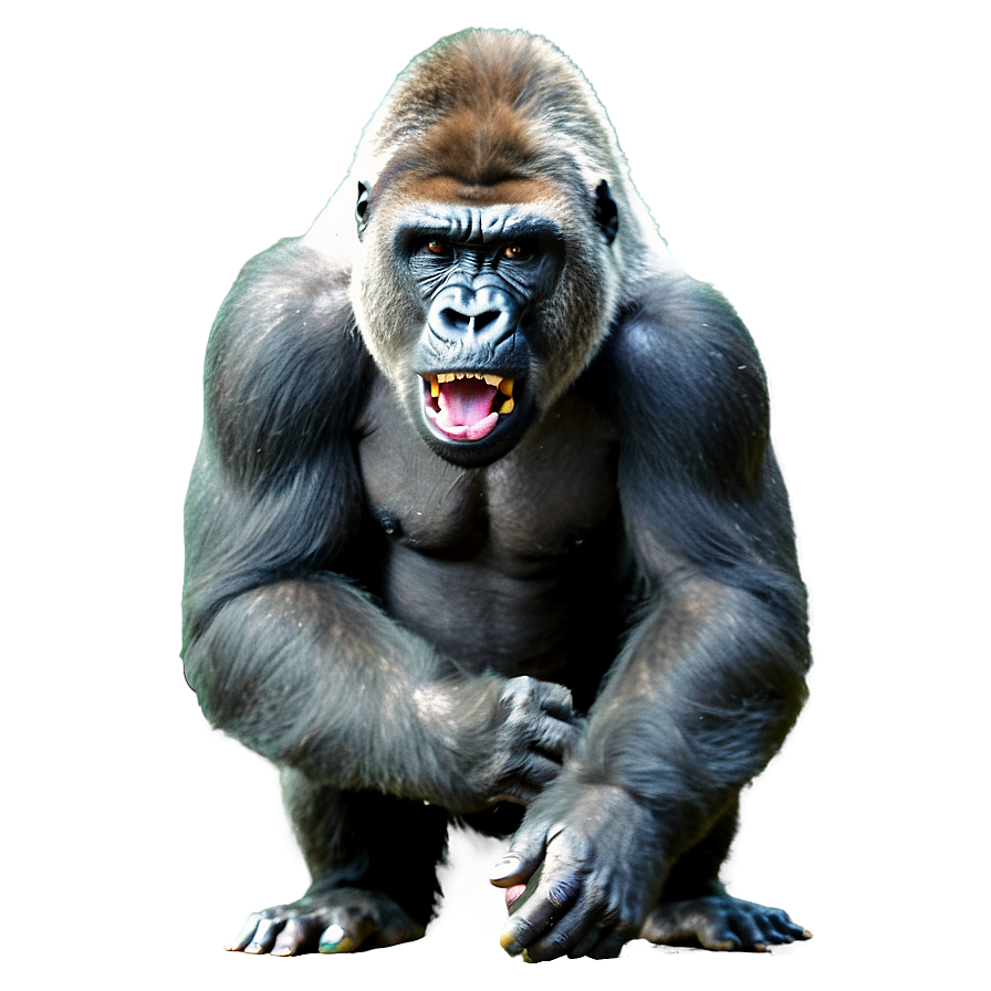 Gorilla Showing Aggression Png 87 PNG Image