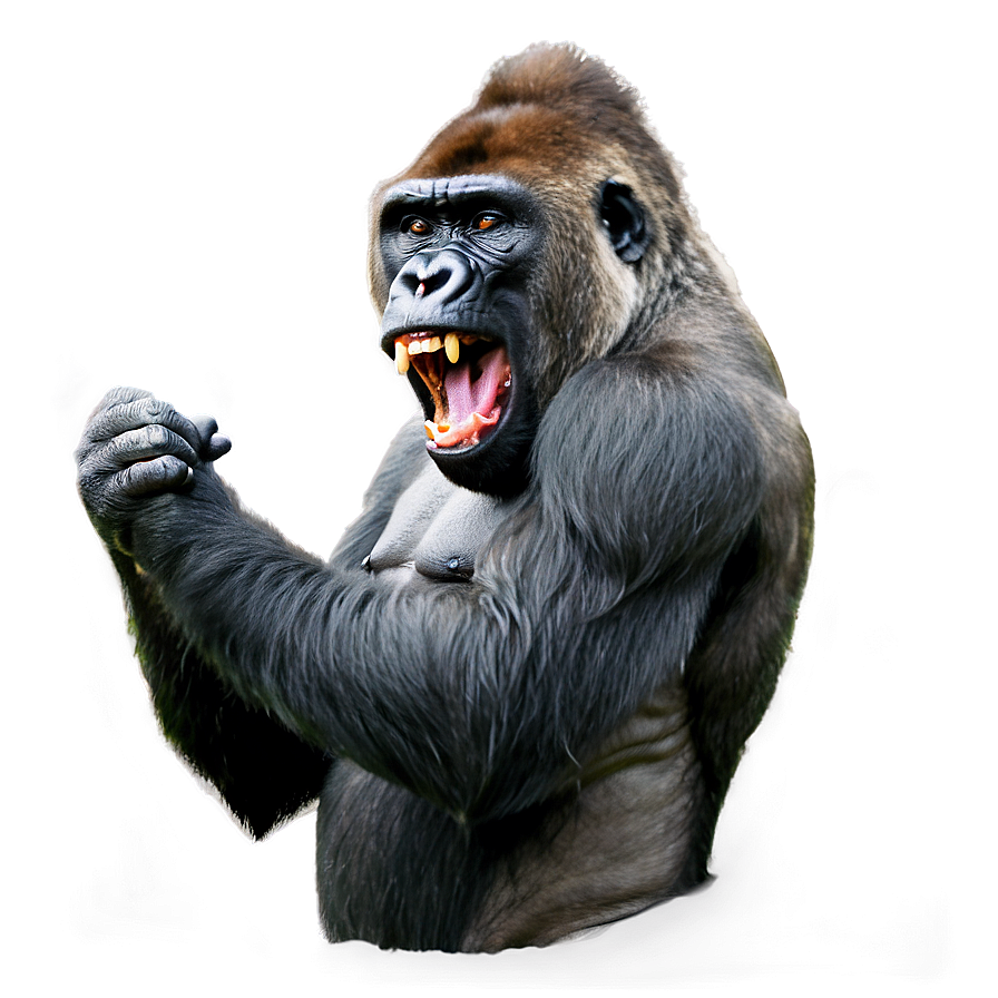 Gorilla Showing Teeth Png Sgh PNG Image