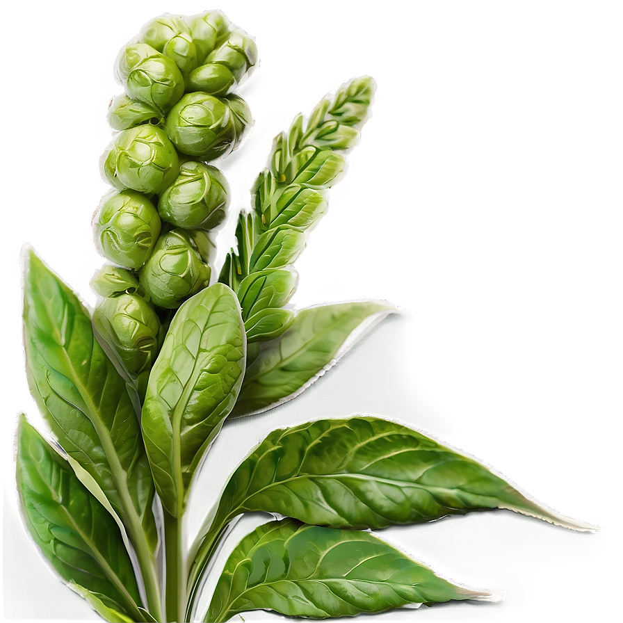 Gourmet Herb Png Skk73 PNG Image