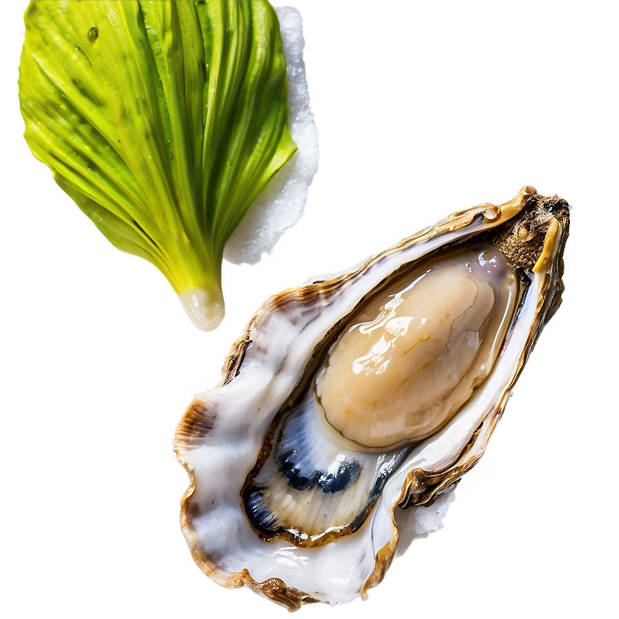 Gourmet Oyster Png 87 PNG Image