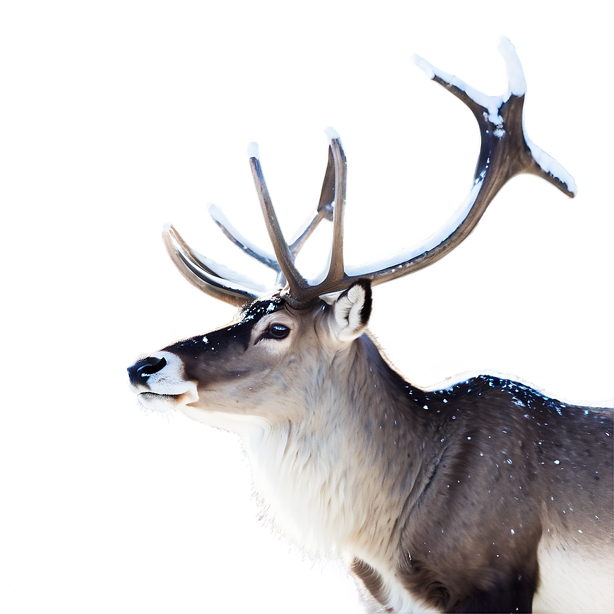 Graceful Caribou In Snow Png 24 PNG Image