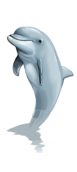 Graceful Dolphin Illustration PNG Image