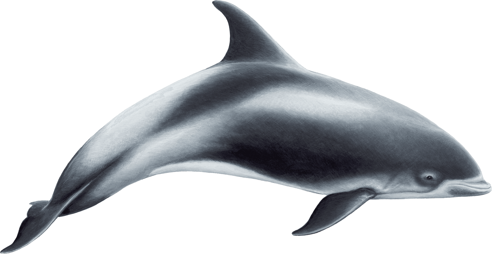 Graceful Dolphin Illustration PNG Image