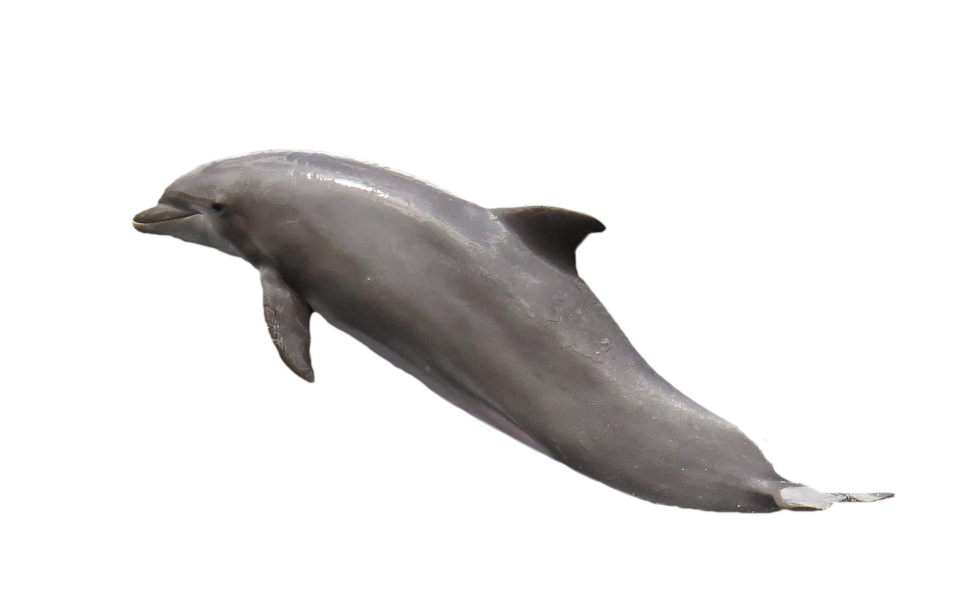 Graceful Dolphin Leaping PNG Image