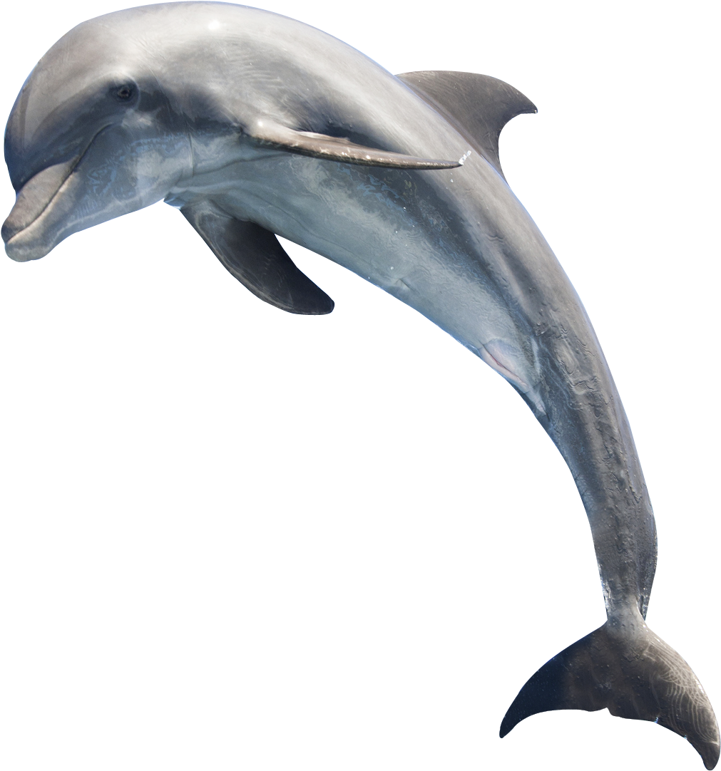 Graceful Dolphin Leaping PNG Image