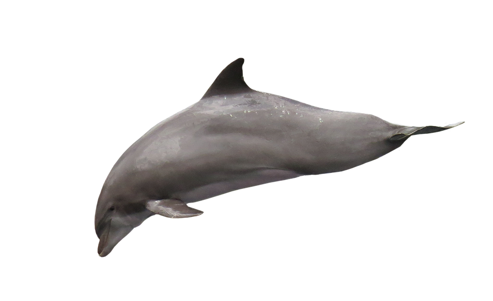 Graceful Dolphin Mid Swim PNG Image