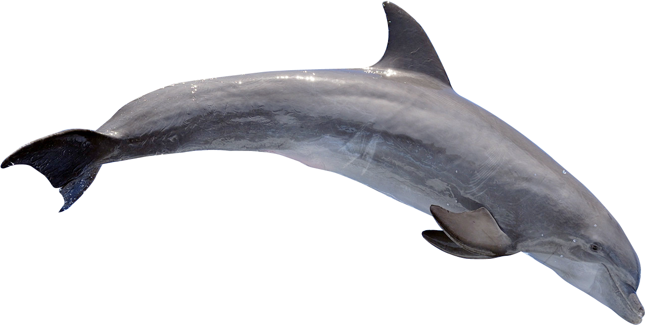 Graceful Dolphin Swimming.png PNG Image