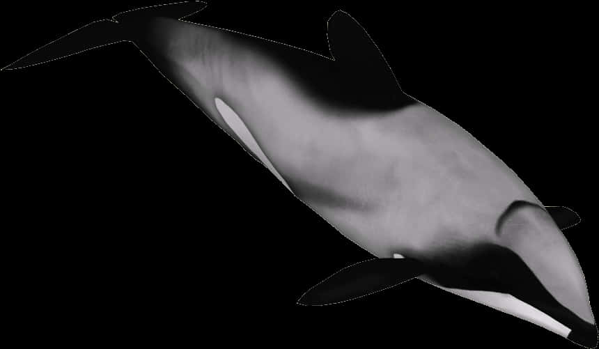 Graceful Dolphinin Dark Waters PNG Image